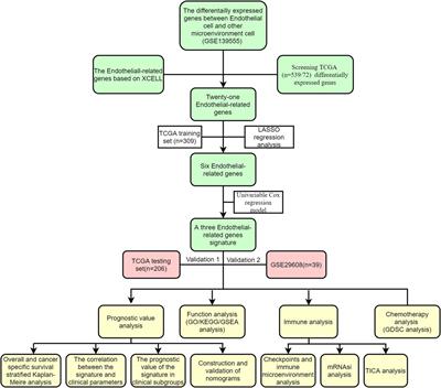 A novel endothelial-related prognostic index by integrating single-cell and bulk RNA sequencing data for patients with kidney renal clear cell carcinoma